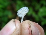 Delicatula integrella image