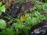 Clavulinopsis helvola image