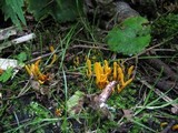 Clavulinopsis helvola image