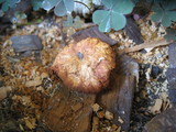 Gymnopilus luteofolius image