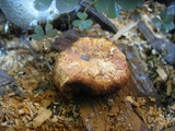 Gymnopilus luteofolius image