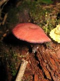 Callistosporium purpureomarginatum image