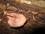 Callistosporium purpureomarginatum image