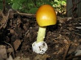 Amanita banningiana image