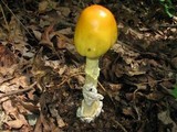 Amanita banningiana image