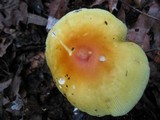 Amanita banningiana image