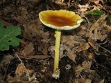 Amanita banningiana image