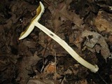 Amanita banningiana image
