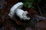 Amanita silvicola image