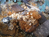 Gymnopilus luteofolius image
