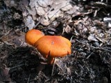 Cortinarius cinnabarinus image