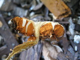 Gymnopilus luteofolius image