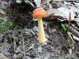 Amanita parcivolvata image