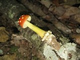 Amanita parcivolvata image