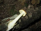 Amanita parcivolvata image