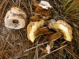 Boletellus ananas image