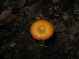 Amanita parcivolvata image