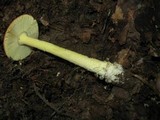 Amanita parcivolvata image