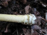 Amanita parcivolvata image