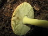 Amanita parcivolvata image