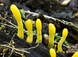 Microglossum rufum image