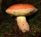 Boletus rubropunctus image