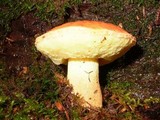 Boletus rubropunctus image