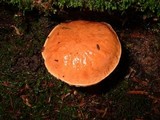 Boletus rubropunctus image