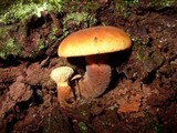 Tapinella atrotomentosa image
