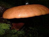 Tapinella atrotomentosa image