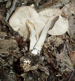 Marasmius nigrodiscus image