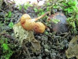 Crinipellis zonata image