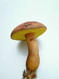 Boletus innixus image