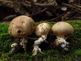 Scleroderma verrucosum image