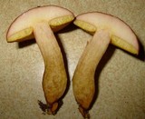 Boletus innixus image