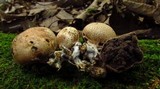 Scleroderma verrucosum image