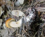 Boletus longicurvipes image