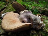 Tylopilus plumbeoviolaceus image