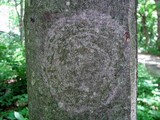Lecanora thysanophora image