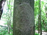 Lecanora thysanophora image