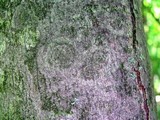 Lecanora thysanophora image
