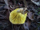 Phylloporus clelandii image