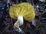 Phylloporus clelandii image