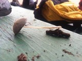 Parasola auricoma image