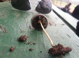 Parasola auricoma image