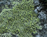 Rhizocarpon geographicum image