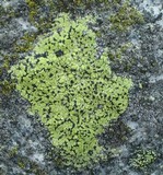 Rhizocarpon geographicum image