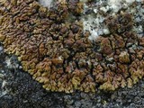 Lecanora pseudomellea image