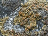 Lecanora pseudomellea image