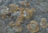 Lecanora pseudomellea image
